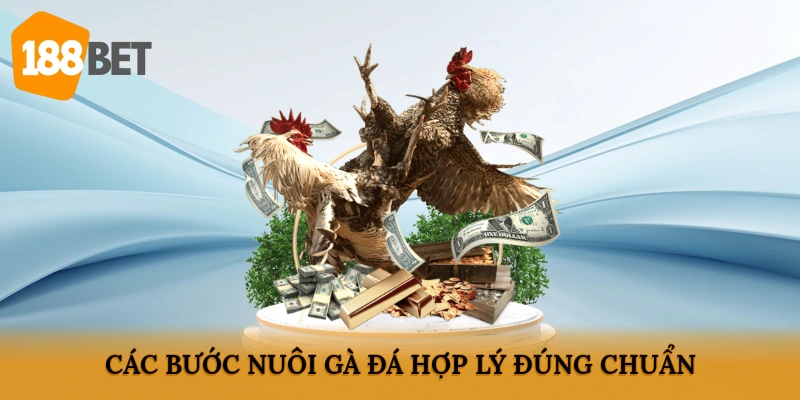 Các bước nuôi gà đá hợp lý, đúng chuẩn