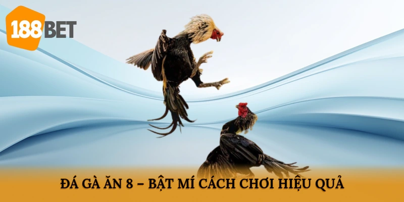 Đá gà ăn 8
