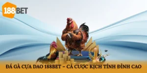 Đá gà cựa dao