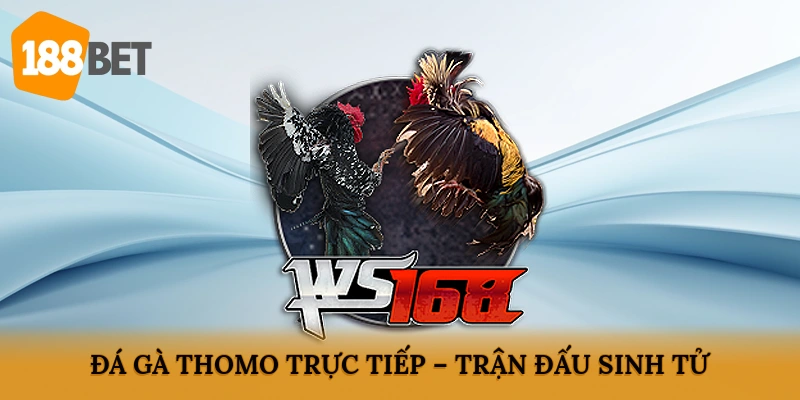 Đá gà Thomo trực tiếp – Trận đấu sinh tử kịch tính