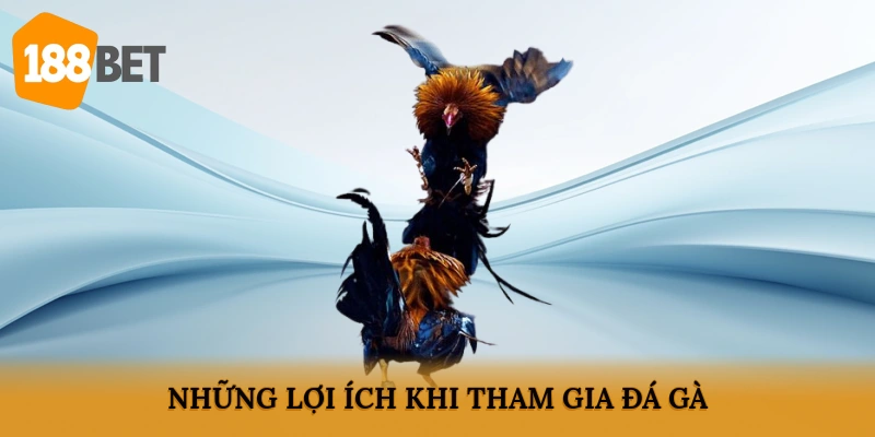 Những lợi ích khi tham gia đá gà