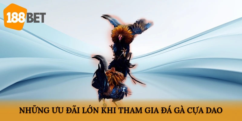 Những ưu đãi lớn khi tham gia đá gà cựa dao