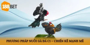 Phương pháp nuôi gà đá C1