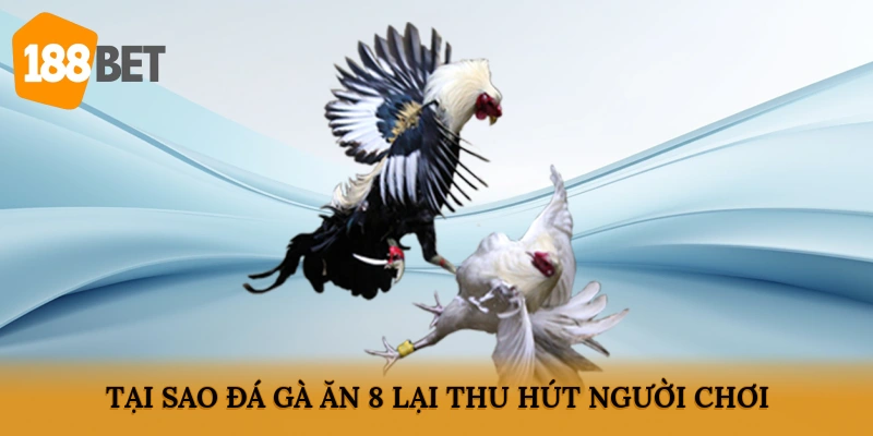 Tại sao đá gà ăn 8 lại thu hút người chơi?
