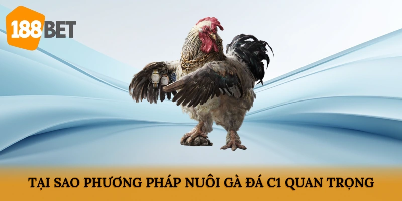 Tại sao phương pháp nuôi gà đá C1 quan trọng?